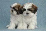 tata shih-tzu